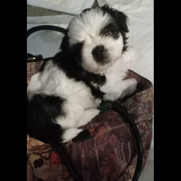 Shih Tzu - Both