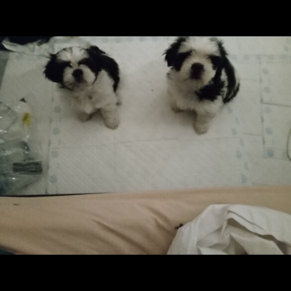 Shih Tzu - Both