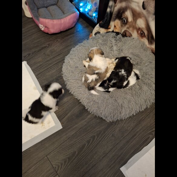 Shih Tzu - Both