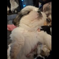 Shih Tzu - Both