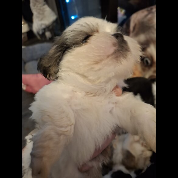 Shih Tzu - Both