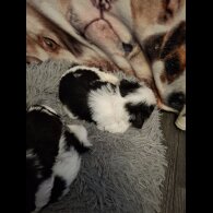 Shih Tzu - Both