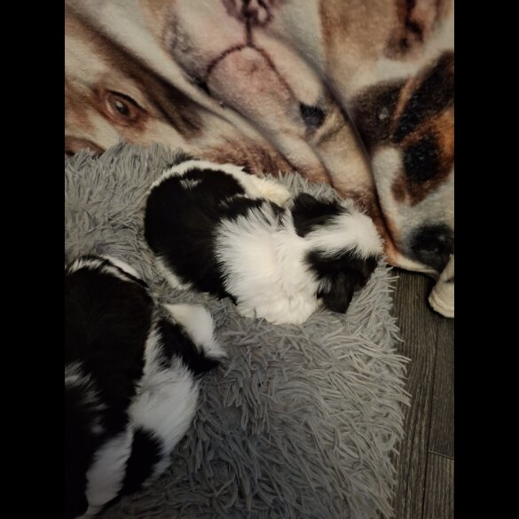 Shih Tzu - Both