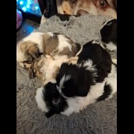 Shih Tzu - Both
