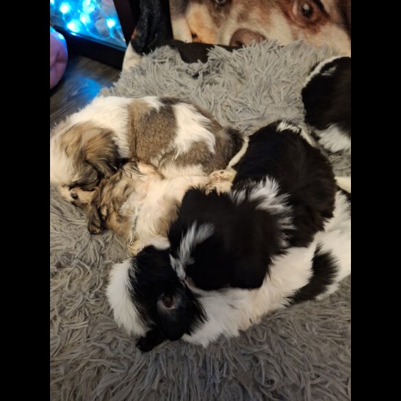 Shih Tzu - Both