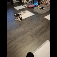 Shih Tzu - Both
