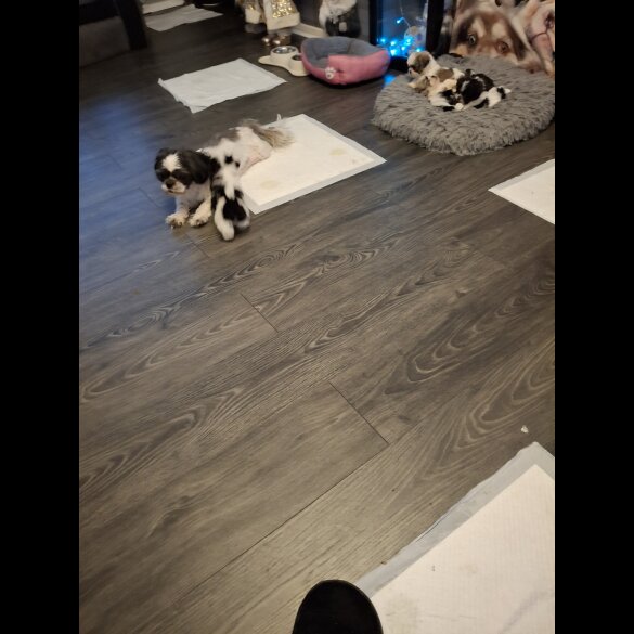 Shih Tzu - Both