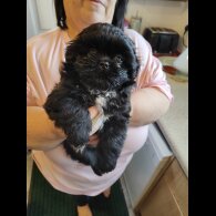 Shih Tzu - Both