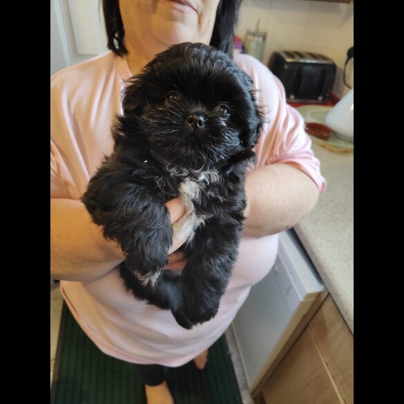 Shih Tzu - Both