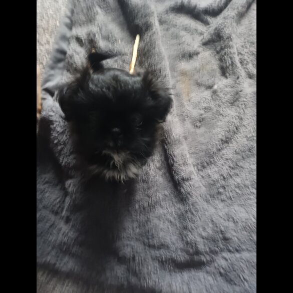 Shih Tzu - Both