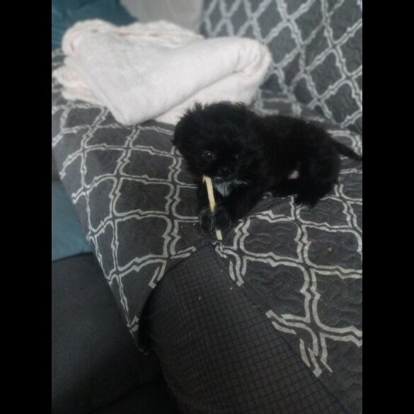 Shih Tzu - Both