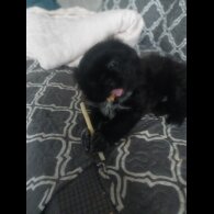 Shih Tzu - Both