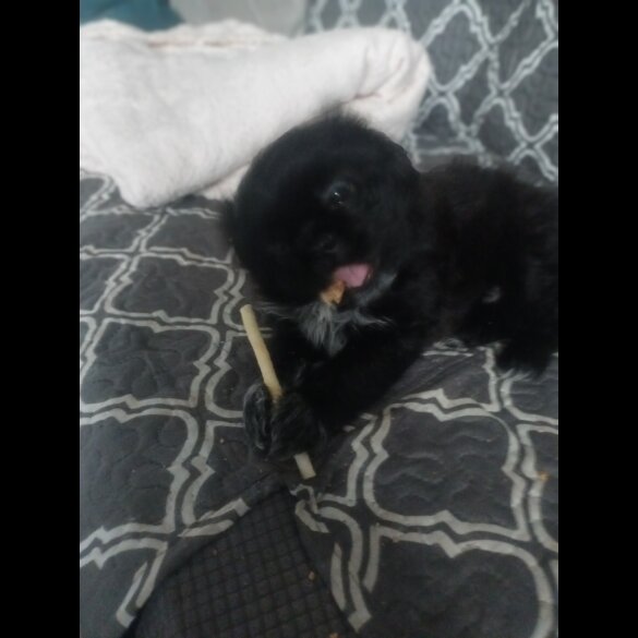 Shih Tzu - Both