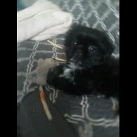 Shih Tzu - Both