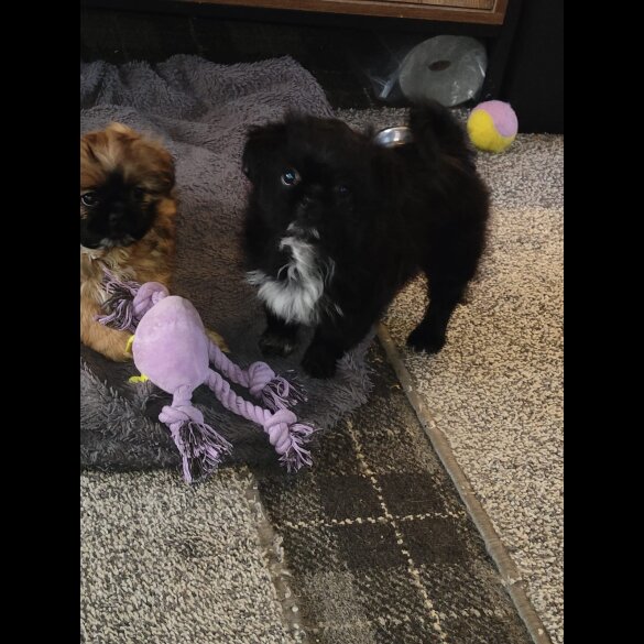 Shih Tzu - Both