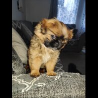 Shih Tzu - Both