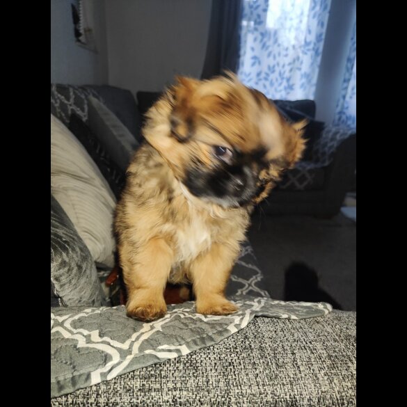 Shih Tzu - Both