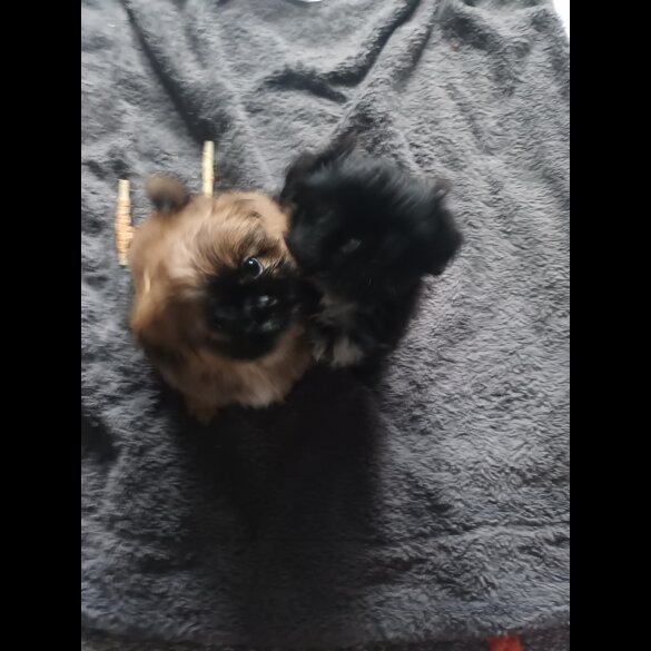 Shih Tzu - Both