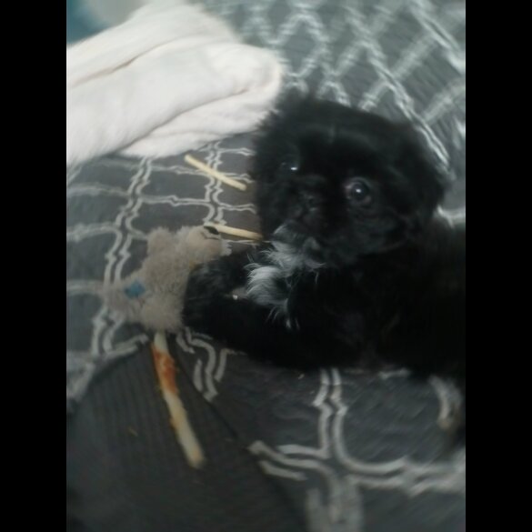 Shih Tzu - Both