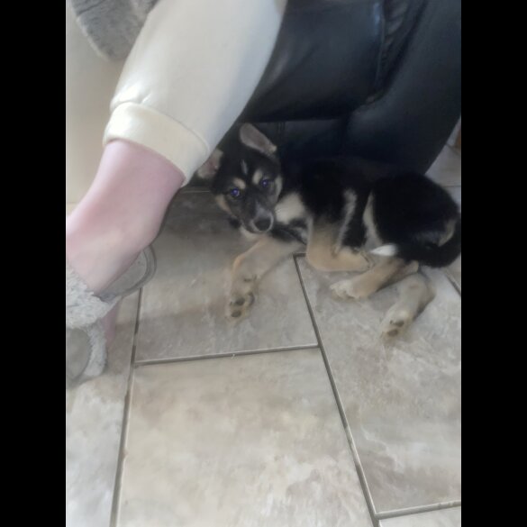 Siberian Husky - Bitches