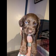 Sprocker Spaniel - Both