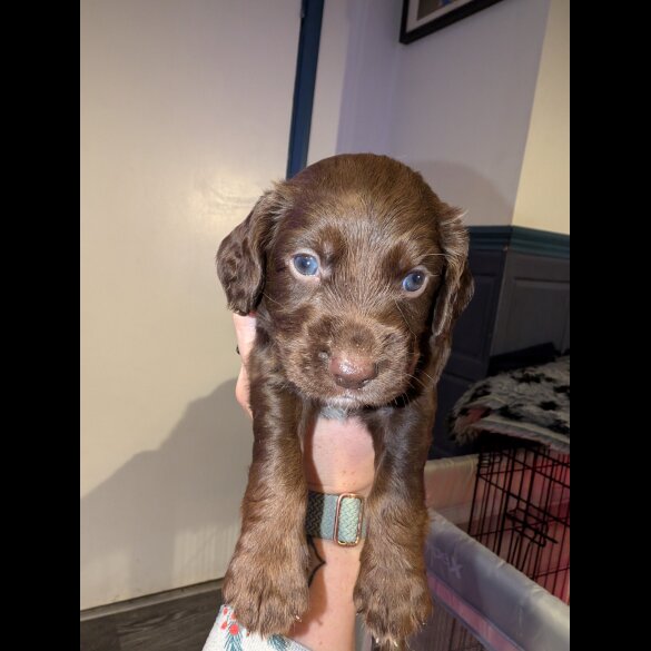 Sprocker Spaniel - Both