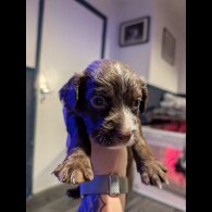 Sprocker Spaniel - Both
