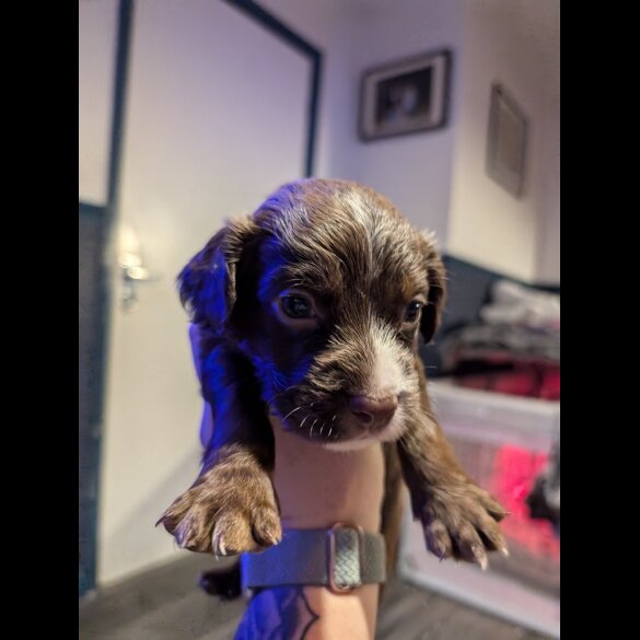 Sprocker Spaniel - Both