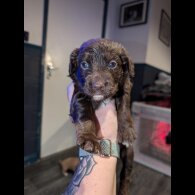 Sprocker Spaniel - Both
