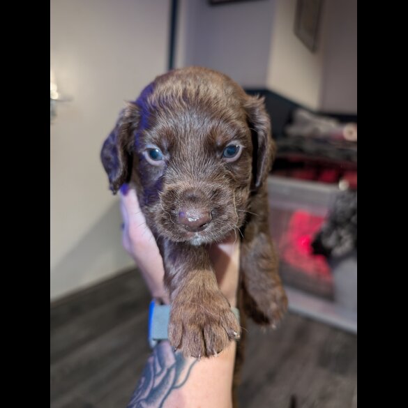 Sprocker Spaniel - Both