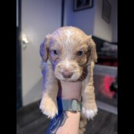 Sprocker Spaniel - Both