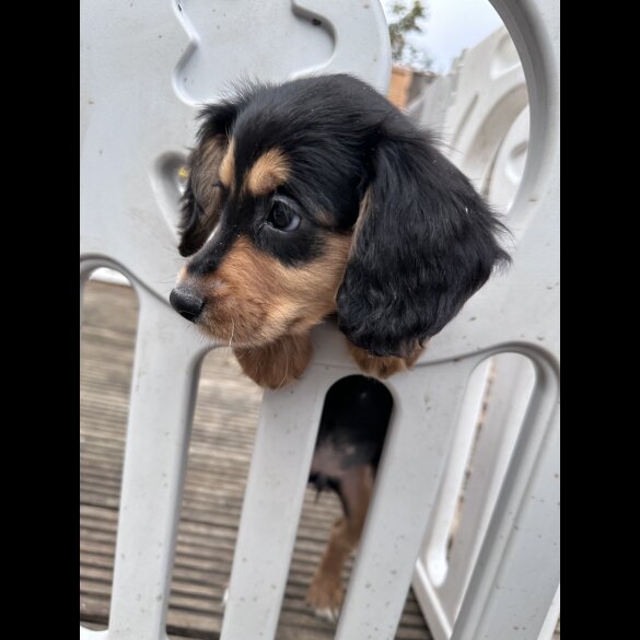 Sprocker Spaniel - Both