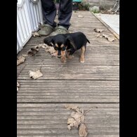 Sprocker Spaniel - Both