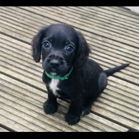 Sprocker Spaniel - Both