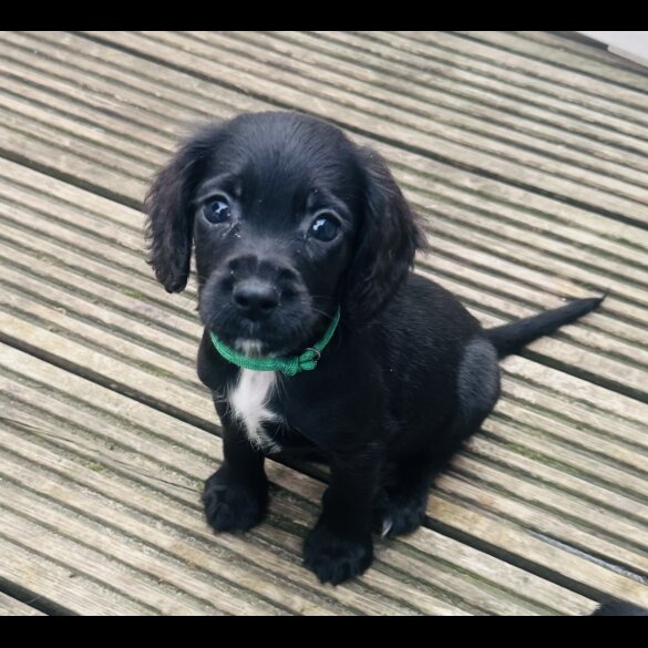 Sprocker Spaniel - Both