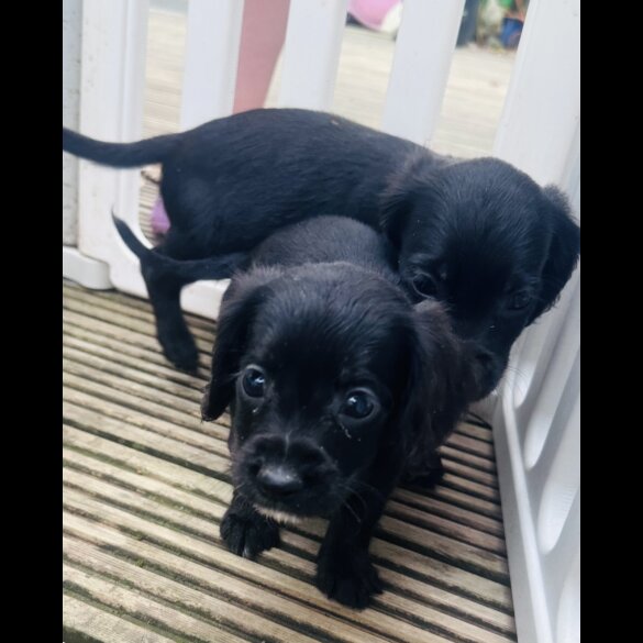 Sprocker Spaniel - Both