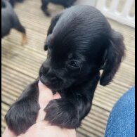 Sprocker Spaniel - Both