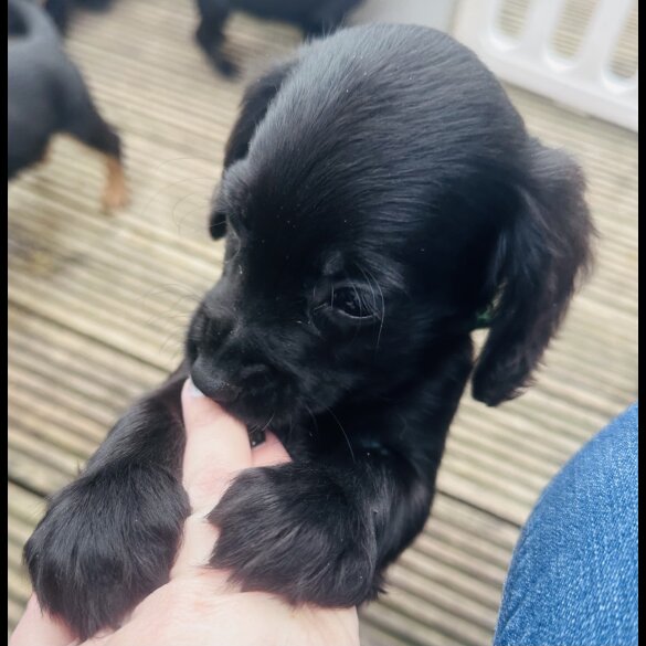 Sprocker Spaniel - Both