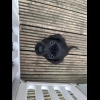 Sprocker Spaniel - Both