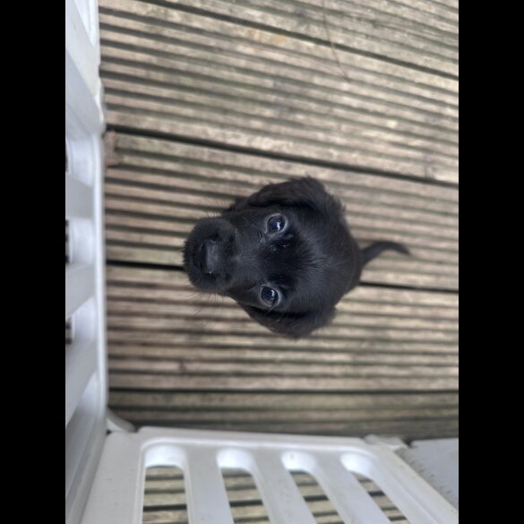 Sprocker Spaniel - Both