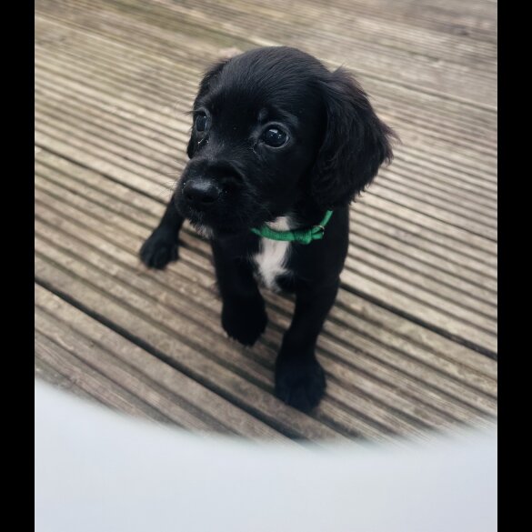 Sprocker Spaniel - Both