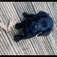 Sprocker Spaniel - Both