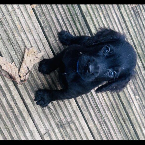 Sprocker Spaniel - Both