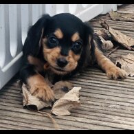 Sprocker Spaniel - Both