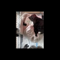 Sprocker Spaniel - Both