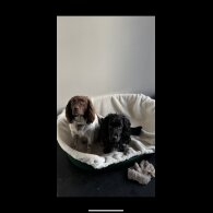 Sprocker Spaniel - Bitches