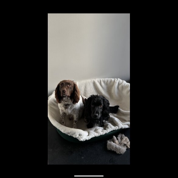 Sprocker Spaniel - Bitches
