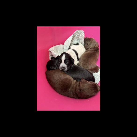 Sprocker Spaniel - Bitches