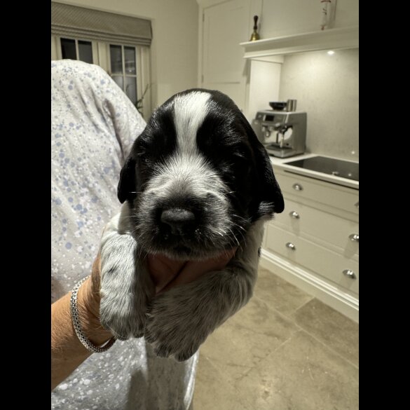 Sprocker Spaniel - Bitches