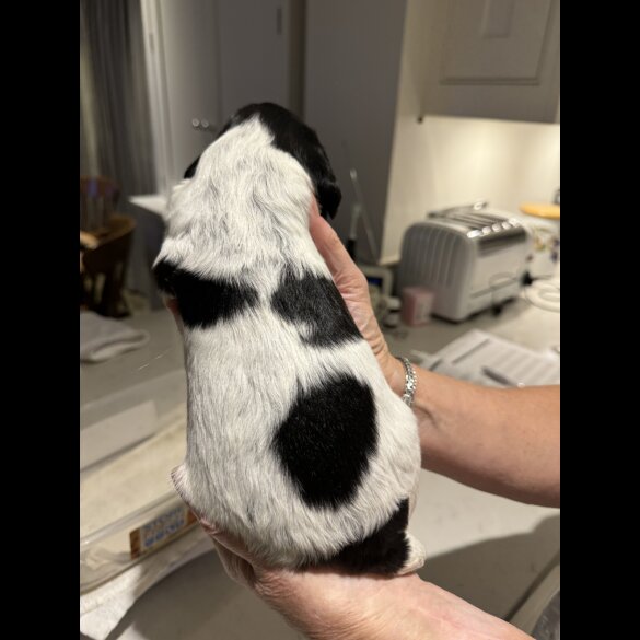 Sprocker Spaniel - Bitches